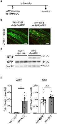 Overexpression of NT-3 in the hippocampus suppresses the early phase of the adult neurogenic process